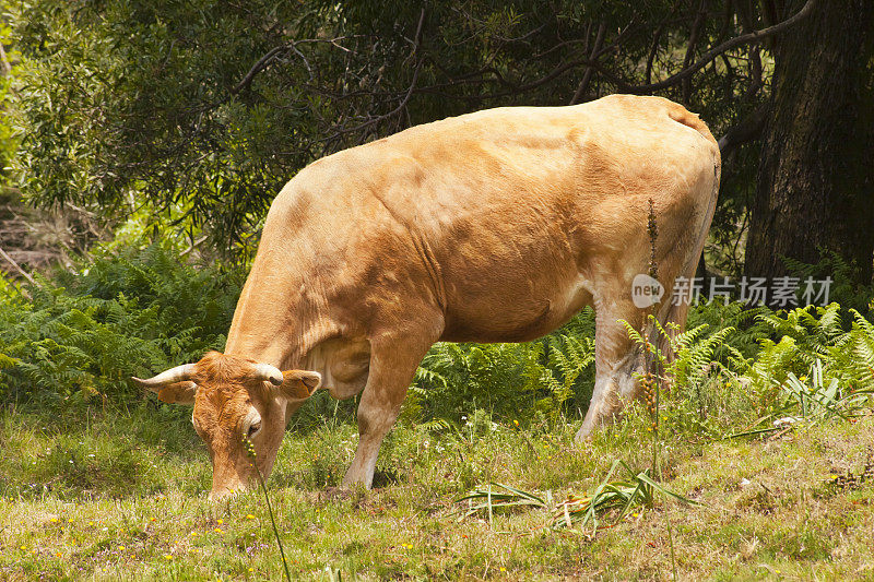 “Rubia gallega”奶牛在牧场上放牧，加利西亚，西班牙。